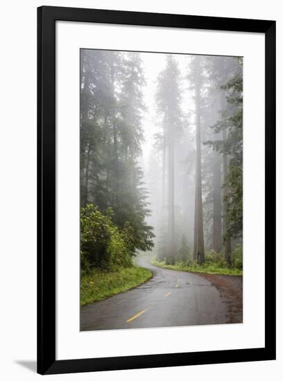 California, Redwood National Park, Lady Bird Johnson Grove, Misty road through the Redwoods.-Jamie & Judy Wild-Framed Premium Photographic Print