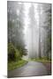 California, Redwood National Park, Lady Bird Johnson Grove, Misty road through the Redwoods.-Jamie & Judy Wild-Mounted Premium Photographic Print