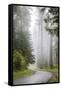 California, Redwood National Park, Lady Bird Johnson Grove, Misty road through the Redwoods.-Jamie & Judy Wild-Framed Stretched Canvas