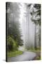 California, Redwood National Park, Lady Bird Johnson Grove, Misty road through the Redwoods.-Jamie & Judy Wild-Stretched Canvas