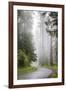 California, Redwood National Park, Lady Bird Johnson Grove, Misty road through the Redwoods.-Jamie & Judy Wild-Framed Premium Photographic Print