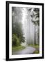 California, Redwood National Park, Lady Bird Johnson Grove, Misty road through the Redwoods.-Jamie & Judy Wild-Framed Premium Photographic Print