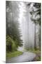 California, Redwood National Park, Lady Bird Johnson Grove, Misty road through the Redwoods.-Jamie & Judy Wild-Mounted Premium Photographic Print