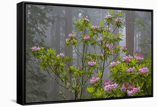 California, Redwood National Park, Lady Bird Johnson Grove, redwood trees with rhododendrons-Jamie & Judy Wild-Framed Stretched Canvas