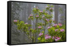 California, Redwood National Park, Lady Bird Johnson Grove, redwood trees with rhododendrons-Jamie & Judy Wild-Framed Stretched Canvas