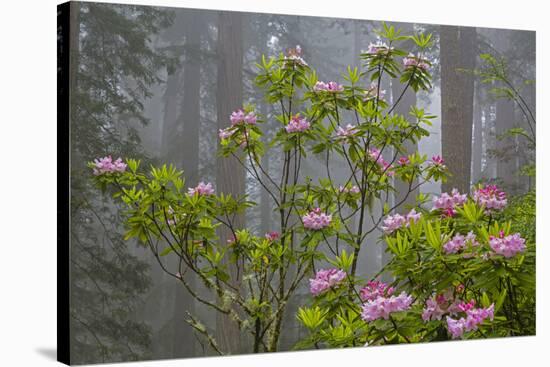 California, Redwood National Park, Lady Bird Johnson Grove, redwood trees with rhododendrons-Jamie & Judy Wild-Stretched Canvas