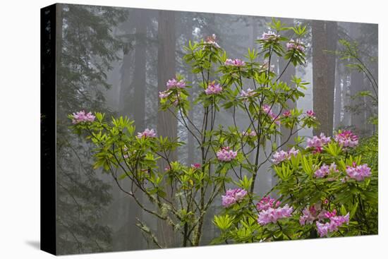 California, Redwood National Park, Lady Bird Johnson Grove, redwood trees with rhododendrons-Jamie & Judy Wild-Stretched Canvas