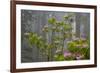 California, Redwood National Park, Lady Bird Johnson Grove, redwood trees with rhododendrons-Jamie & Judy Wild-Framed Photographic Print