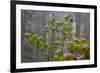 California, Redwood National Park, Lady Bird Johnson Grove, redwood trees with rhododendrons-Jamie & Judy Wild-Framed Photographic Print