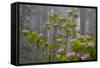 California, Redwood National Park, Lady Bird Johnson Grove, redwood trees with rhododendrons-Jamie & Judy Wild-Framed Stretched Canvas