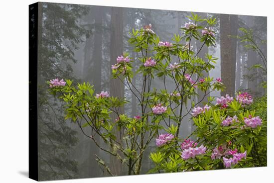 California, Redwood National Park, Lady Bird Johnson Grove, redwood trees with rhododendrons-Jamie & Judy Wild-Stretched Canvas