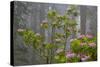 California, Redwood National Park, Lady Bird Johnson Grove, redwood trees with rhododendrons-Jamie & Judy Wild-Stretched Canvas