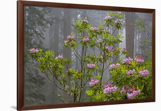 California, Redwood National Park, Lady Bird Johnson Grove, redwood trees with rhododendrons-Jamie & Judy Wild-Framed Photographic Print