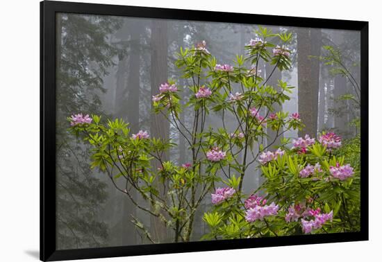 California, Redwood National Park, Lady Bird Johnson Grove, redwood trees with rhododendrons-Jamie & Judy Wild-Framed Photographic Print