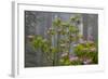 California, Redwood National Park, Lady Bird Johnson Grove, redwood trees with rhododendrons-Jamie & Judy Wild-Framed Photographic Print