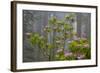 California, Redwood National Park, Lady Bird Johnson Grove, redwood trees with rhododendrons-Jamie & Judy Wild-Framed Photographic Print