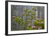 California, Redwood National Park, Lady Bird Johnson Grove, redwood trees with rhododendrons-Jamie & Judy Wild-Framed Photographic Print