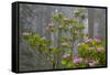 California, Redwood National Park, Lady Bird Johnson Grove, redwood trees with rhododendrons-Jamie & Judy Wild-Framed Stretched Canvas