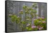 California, Redwood National Park, Lady Bird Johnson Grove, redwood trees with rhododendrons-Jamie & Judy Wild-Framed Stretched Canvas