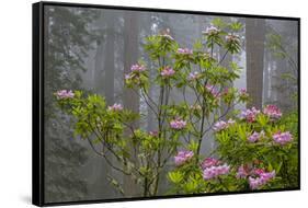 California, Redwood National Park, Lady Bird Johnson Grove, redwood trees with rhododendrons-Jamie & Judy Wild-Framed Stretched Canvas