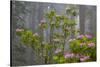 California, Redwood National Park, Lady Bird Johnson Grove, redwood trees with rhododendrons-Jamie & Judy Wild-Stretched Canvas