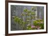 California, Redwood National Park, Lady Bird Johnson Grove, redwood trees with rhododendrons-Jamie & Judy Wild-Framed Photographic Print