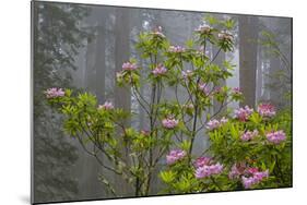 California, Redwood National Park, Lady Bird Johnson Grove, redwood trees with rhododendrons-Jamie & Judy Wild-Mounted Photographic Print