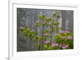 California, Redwood National Park, Lady Bird Johnson Grove, redwood trees with rhododendrons-Jamie & Judy Wild-Framed Premium Photographic Print