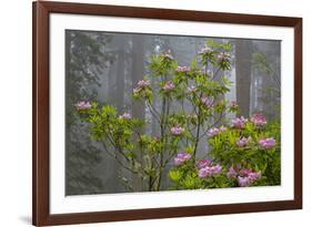 California, Redwood National Park, Lady Bird Johnson Grove, redwood trees with rhododendrons-Jamie & Judy Wild-Framed Premium Photographic Print