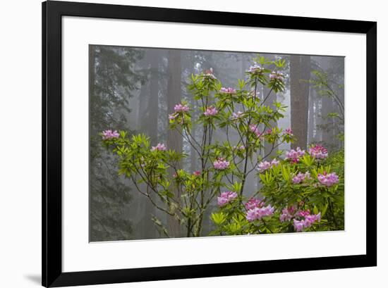 California, Redwood National Park, Lady Bird Johnson Grove, redwood trees with rhododendrons-Jamie & Judy Wild-Framed Premium Photographic Print