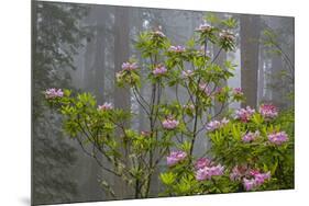 California, Redwood National Park, Lady Bird Johnson Grove, redwood trees with rhododendrons-Jamie & Judy Wild-Mounted Premium Photographic Print