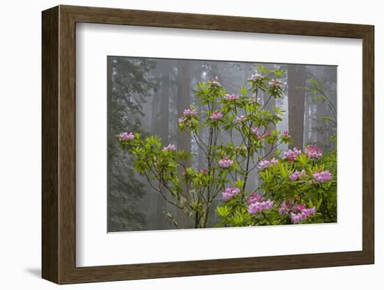 California, Redwood National Park, Lady Bird Johnson Grove, redwood trees with rhododendrons-Jamie & Judy Wild-Framed Photographic Print