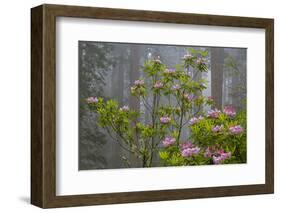 California, Redwood National Park, Lady Bird Johnson Grove, redwood trees with rhododendrons-Jamie & Judy Wild-Framed Photographic Print