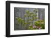 California, Redwood National Park, Lady Bird Johnson Grove, redwood trees with rhododendrons-Jamie & Judy Wild-Framed Photographic Print