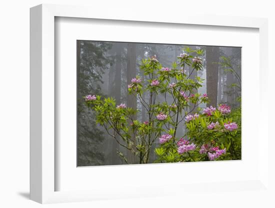 California, Redwood National Park, Lady Bird Johnson Grove, redwood trees with rhododendrons-Jamie & Judy Wild-Framed Photographic Print