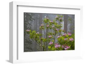 California, Redwood National Park, Lady Bird Johnson Grove, redwood trees with rhododendrons-Jamie & Judy Wild-Framed Photographic Print