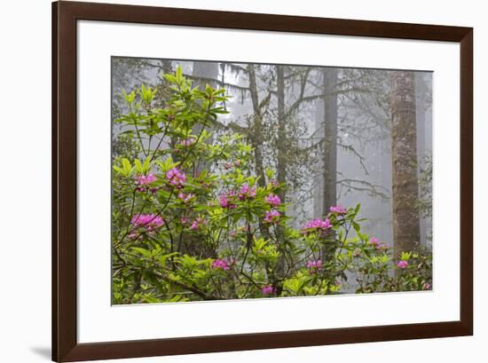 California, Redwood National Park, Lady Bird Johnson Grove, redwood trees with rhododendrons-Jamie & Judy Wild-Framed Premium Photographic Print