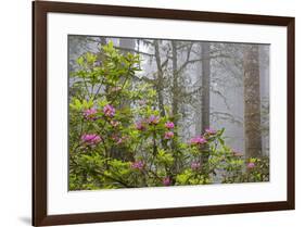 California, Redwood National Park, Lady Bird Johnson Grove, redwood trees with rhododendrons-Jamie & Judy Wild-Framed Premium Photographic Print