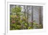 California, Redwood National Park, Lady Bird Johnson Grove, redwood trees with rhododendrons-Jamie & Judy Wild-Framed Premium Photographic Print