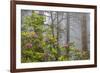 California, Redwood National Park, Lady Bird Johnson Grove, redwood trees with rhododendrons-Jamie & Judy Wild-Framed Premium Photographic Print