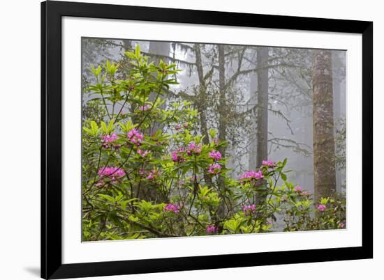 California, Redwood National Park, Lady Bird Johnson Grove, redwood trees with rhododendrons-Jamie & Judy Wild-Framed Premium Photographic Print