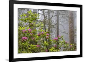 California, Redwood National Park, Lady Bird Johnson Grove, redwood trees with rhododendrons-Jamie & Judy Wild-Framed Premium Photographic Print