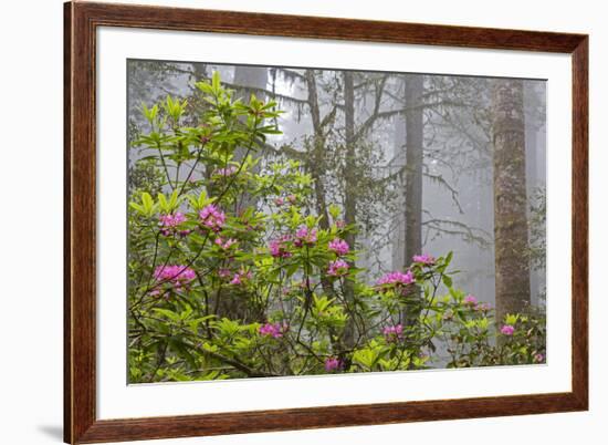 California, Redwood National Park, Lady Bird Johnson Grove, redwood trees with rhododendrons-Jamie & Judy Wild-Framed Premium Photographic Print