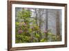 California, Redwood National Park, Lady Bird Johnson Grove, redwood trees with rhododendrons-Jamie & Judy Wild-Framed Premium Photographic Print
