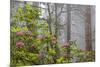 California, Redwood National Park, Lady Bird Johnson Grove, redwood trees with rhododendrons-Jamie & Judy Wild-Mounted Premium Photographic Print