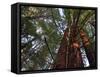 California, Redwood National Park, Redwood Tree Forest, USA-Michele Falzone-Framed Stretched Canvas