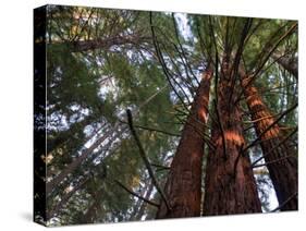 California, Redwood National Park, Redwood Tree Forest, USA-Michele Falzone-Stretched Canvas