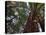 California, Redwood National Park, Redwood Tree Forest, USA-Michele Falzone-Stretched Canvas