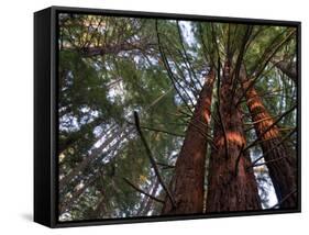 California, Redwood National Park, Redwood Tree Forest, USA-Michele Falzone-Framed Stretched Canvas