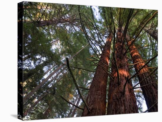 California, Redwood National Park, Redwood Tree Forest, USA-Michele Falzone-Stretched Canvas